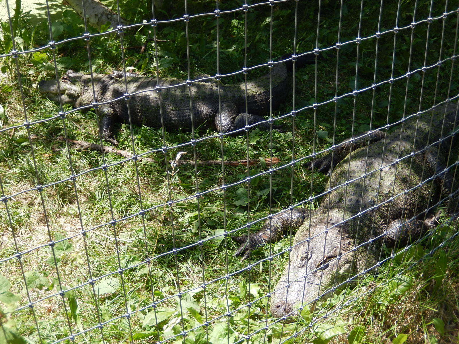 7/13/2016 - American Alligators