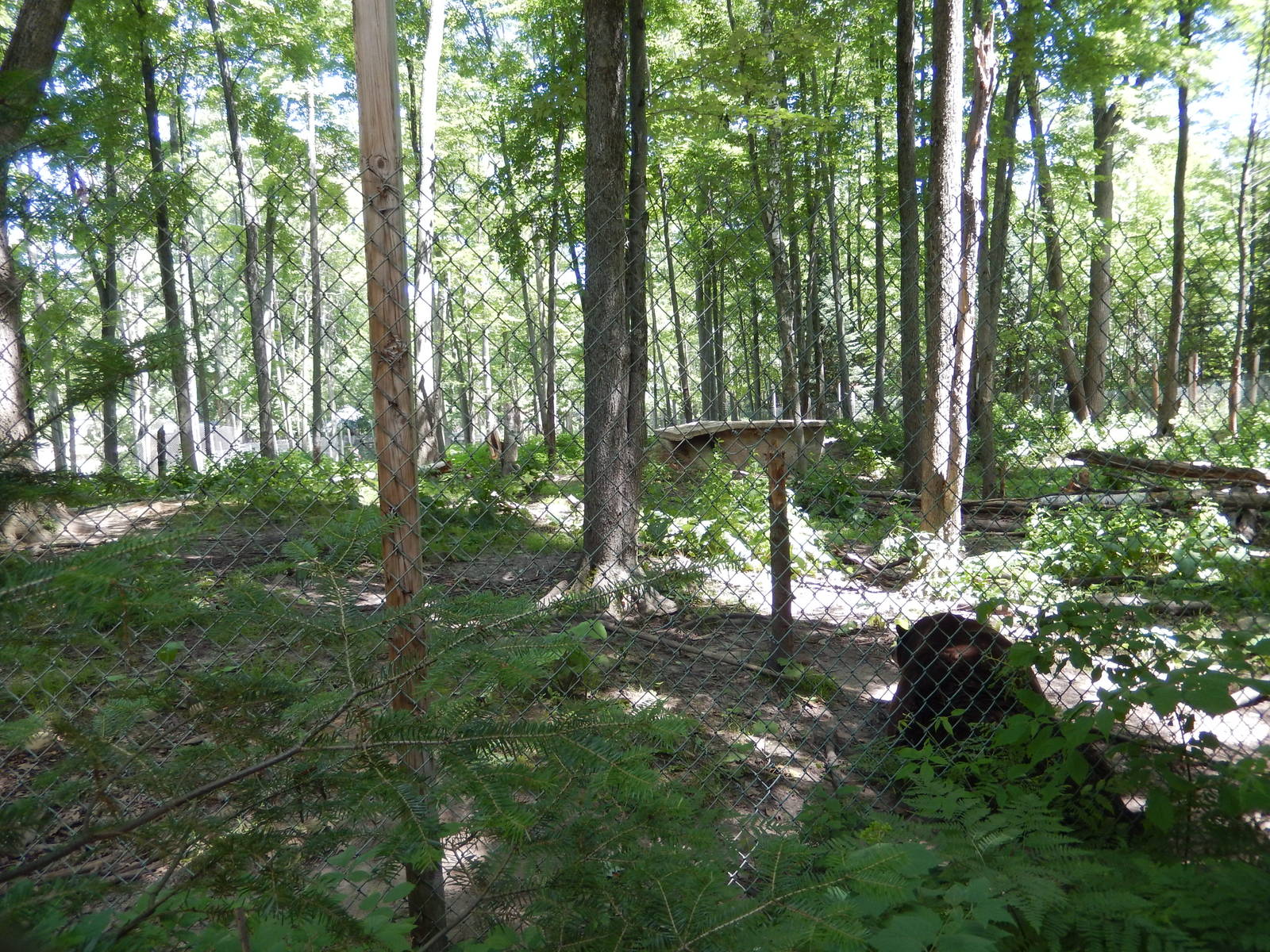 7/13/2016 - American Black Bear Habitat