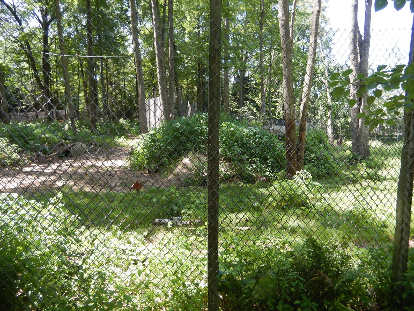 7/13/2016 - American Black Bear Habitat