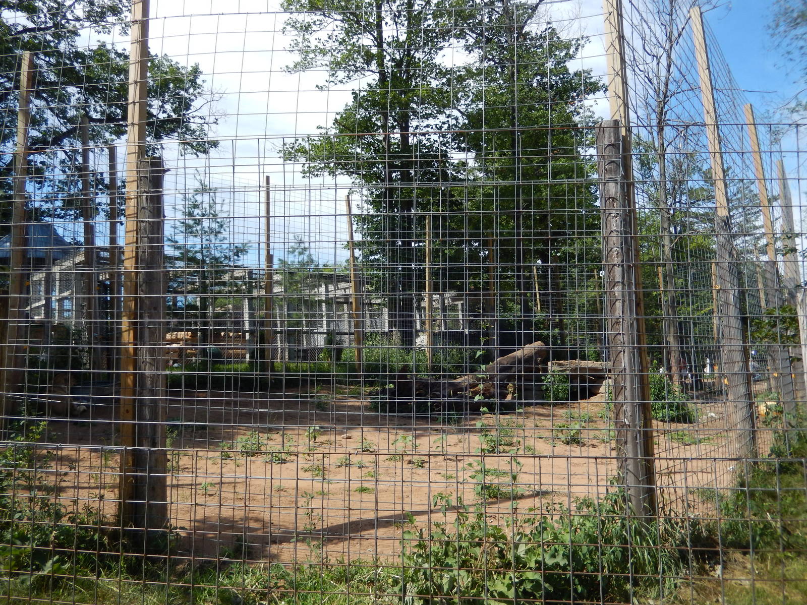 7/13/2016 - Barbary Lion Exhibit