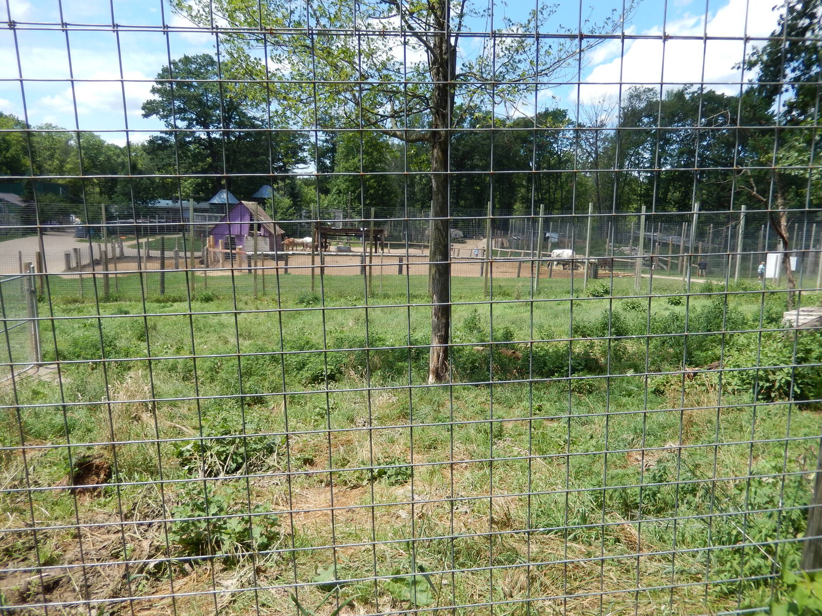 7/13/2016 - Barbary Lion Habitat