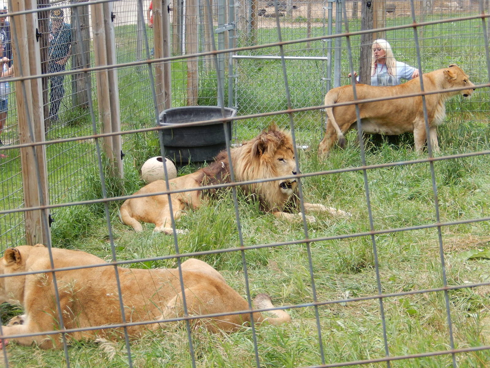 7/13/2016 - Barbary Lions