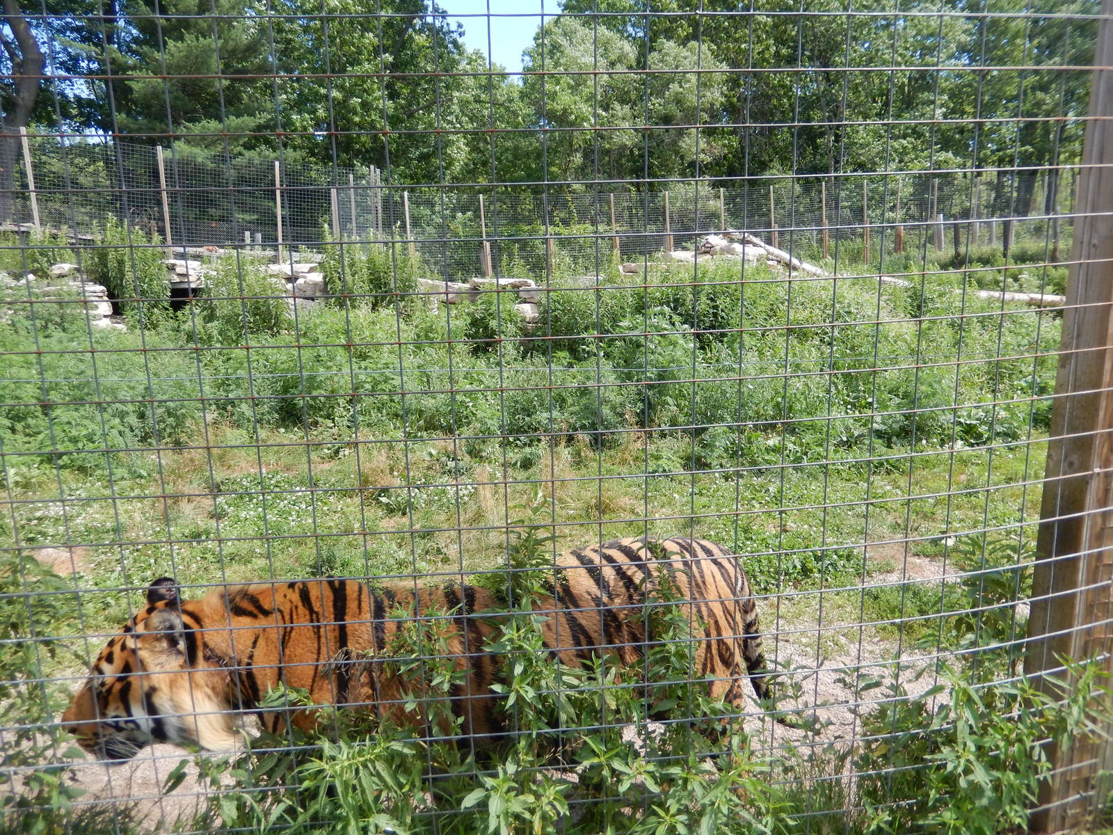 7/13/2016 - Bengal Tiger Habitat #1