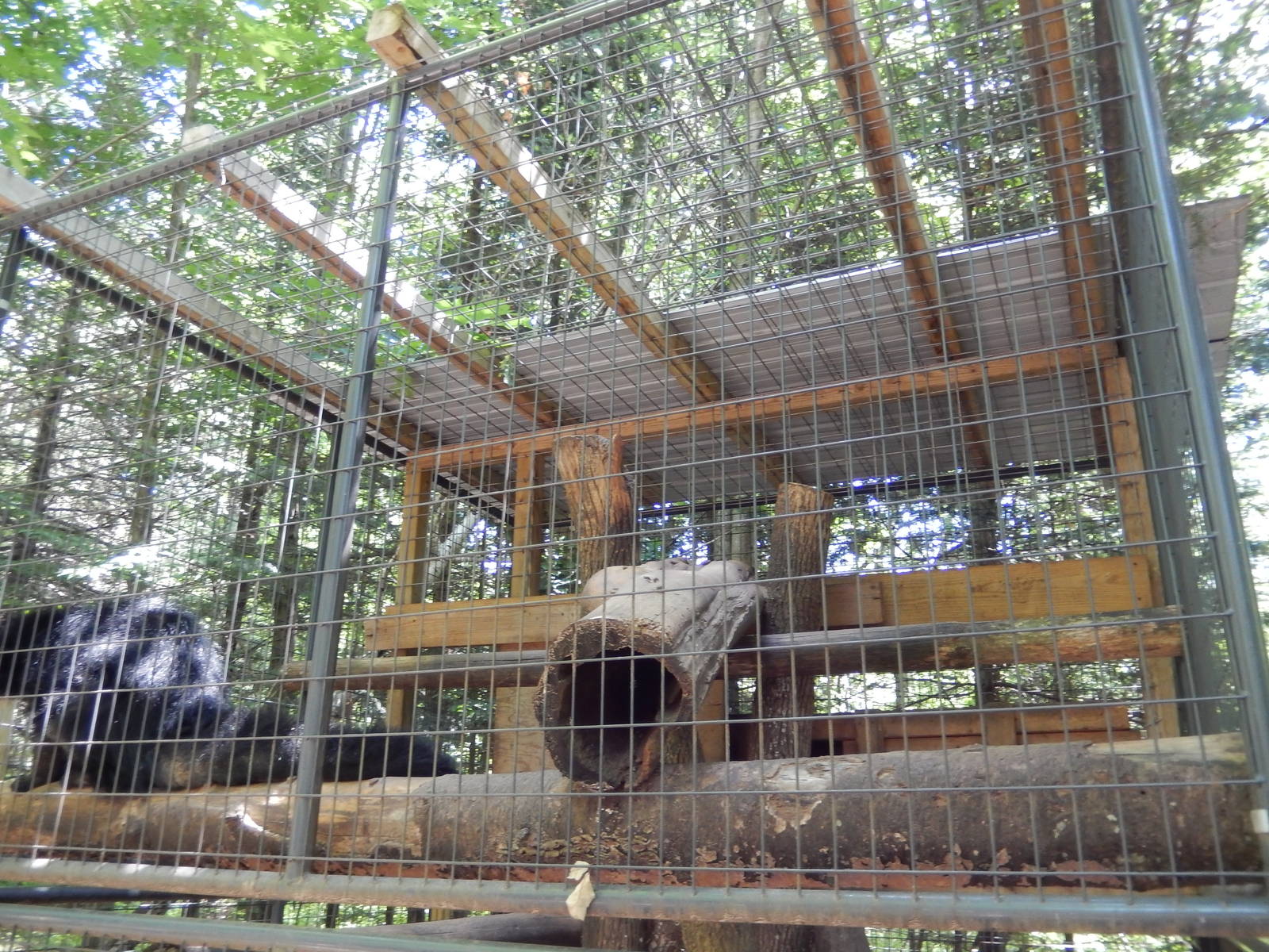 7/13/2016 - Binturong Cage (Top Half)