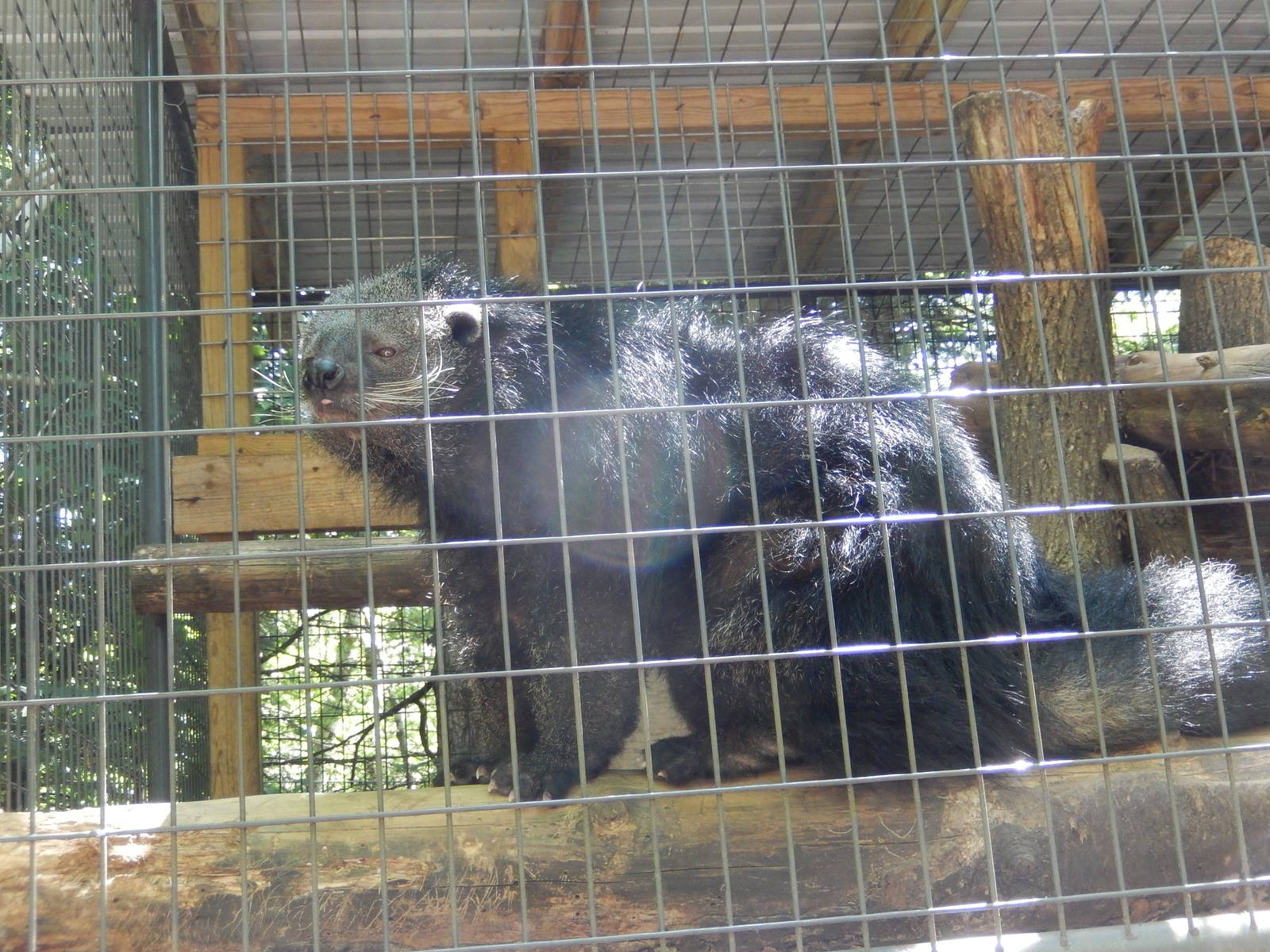 7/13/2016 - Binturong