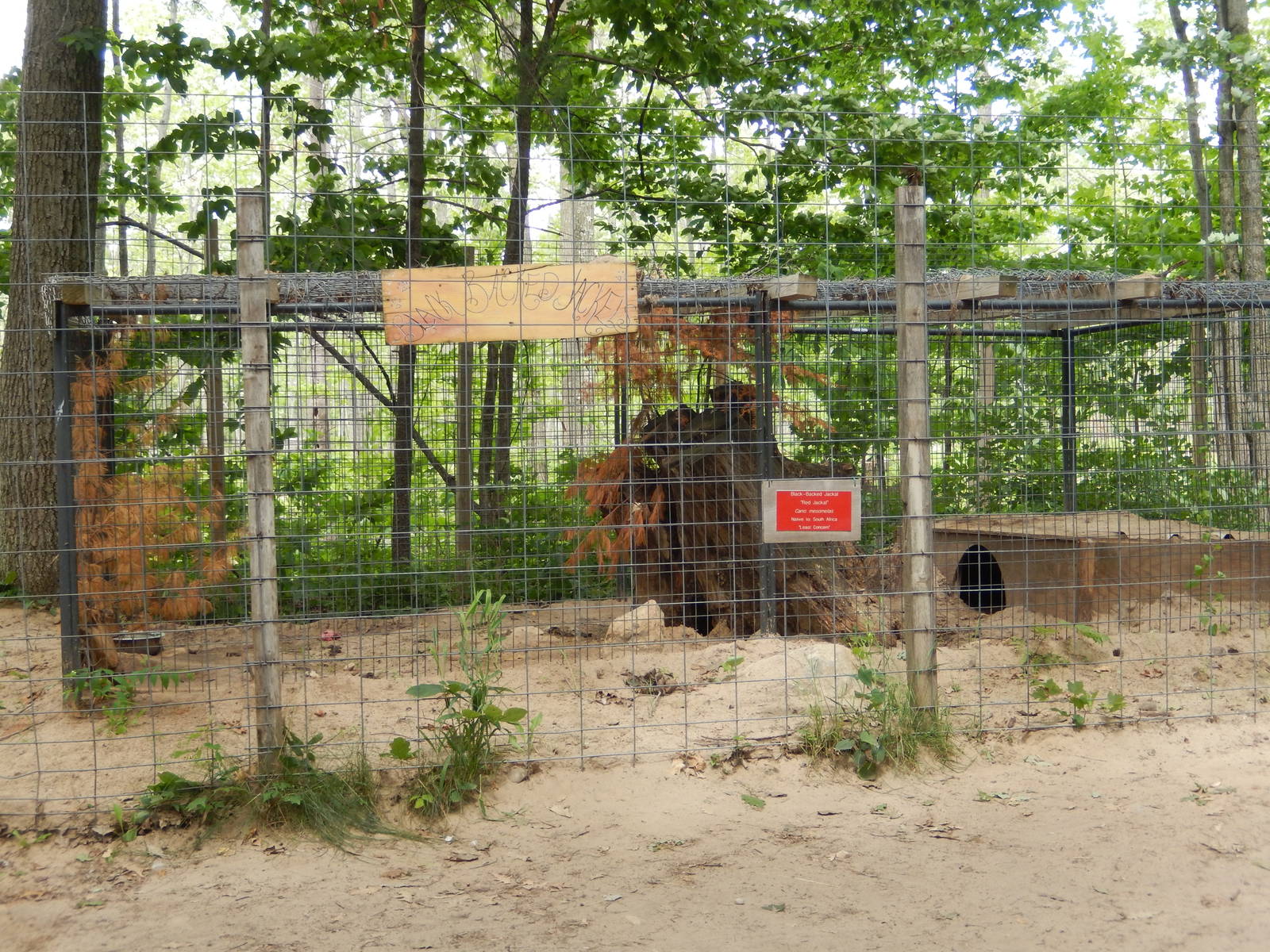 7/13/2016 - Black-Backed Jackal Cage