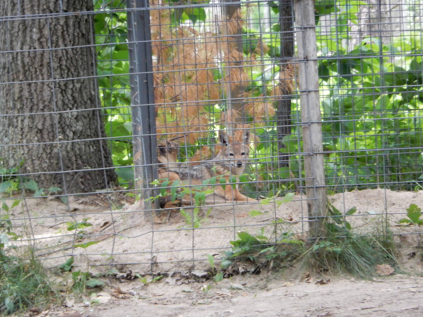 7/13/2016 - Black-Backed Jackal
