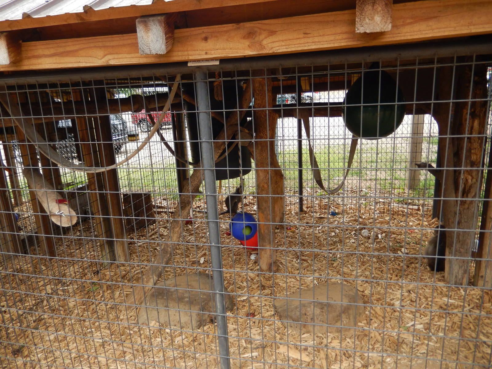 7/13/2016 - Bonnet Macaque Cage