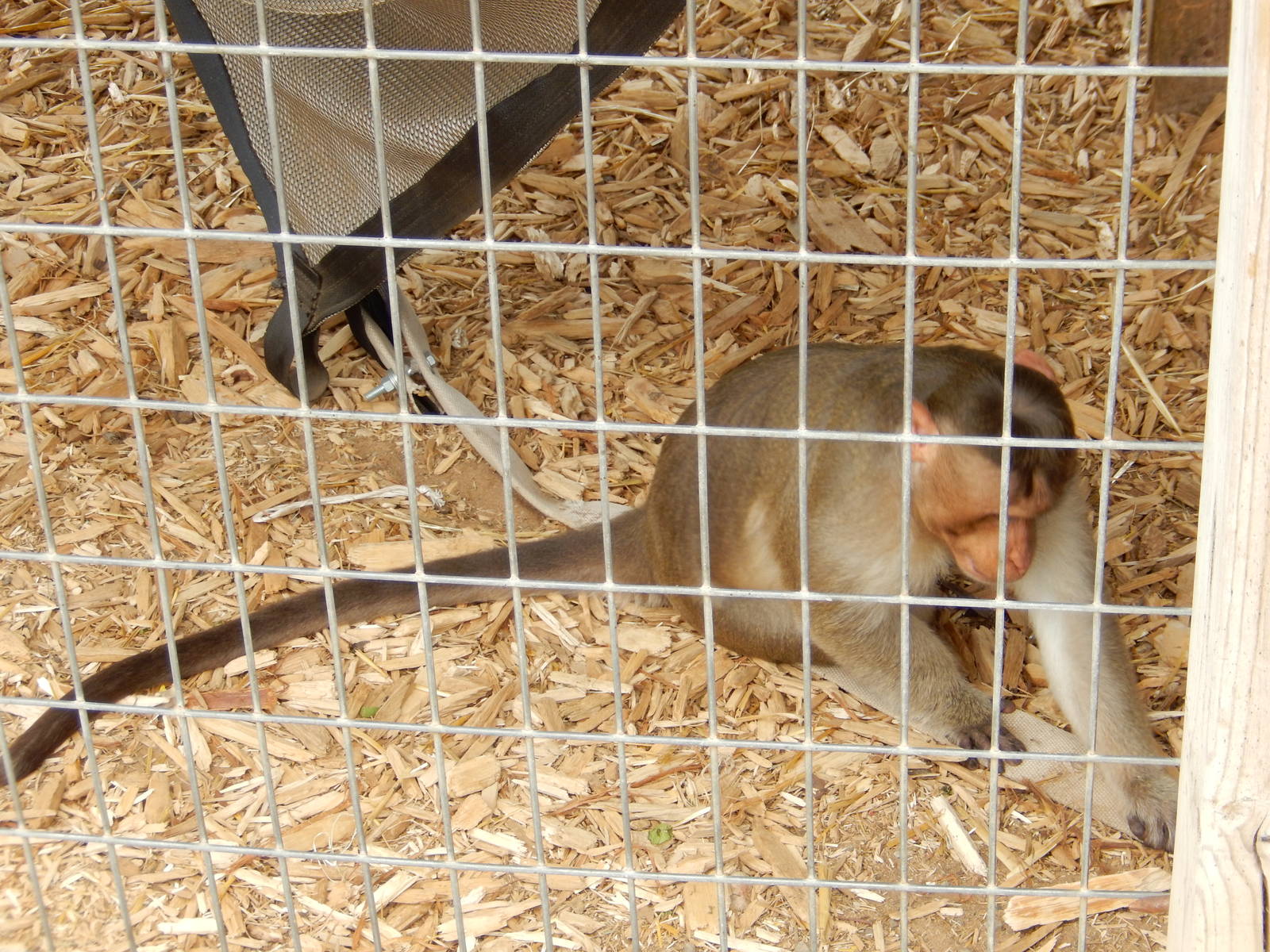 7/13/2016 - Bonnet Macaque