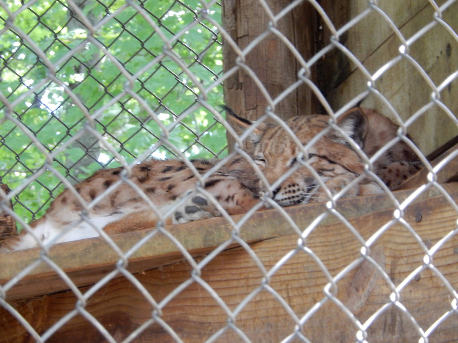 7/13/2016 - Carpathian Lynx