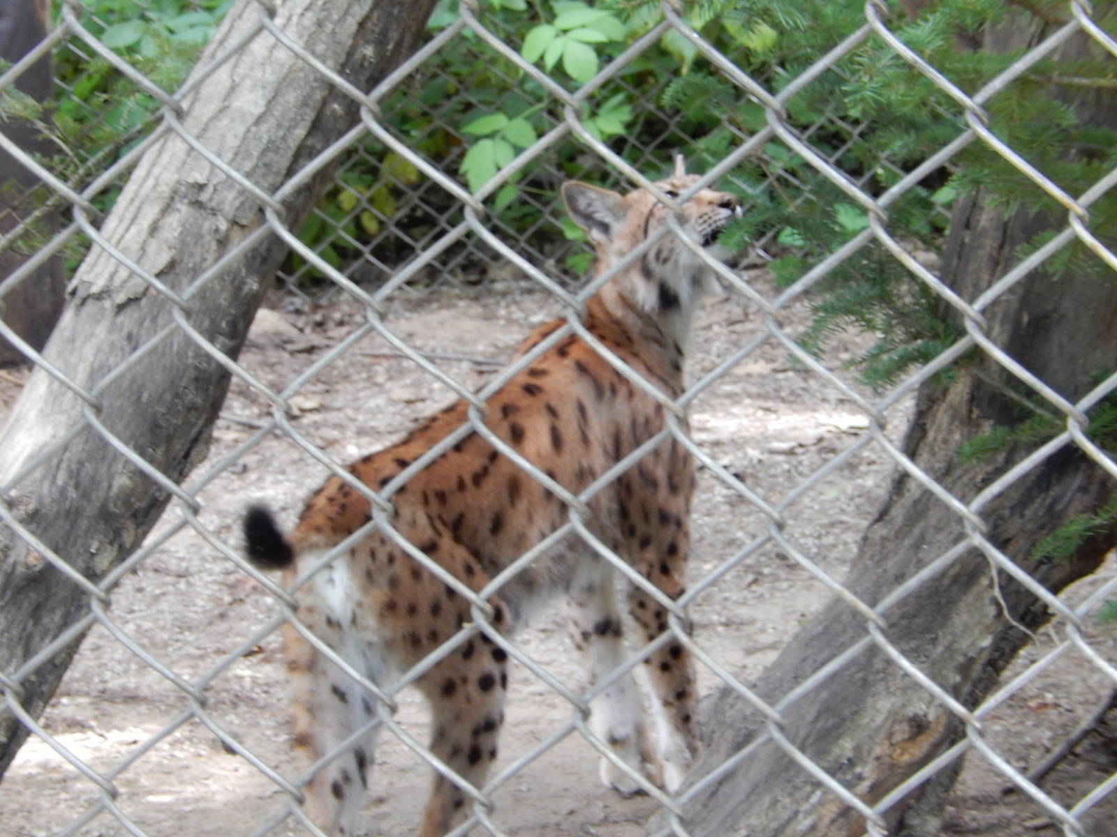 7/13/2016 - Carpathian Lynx
