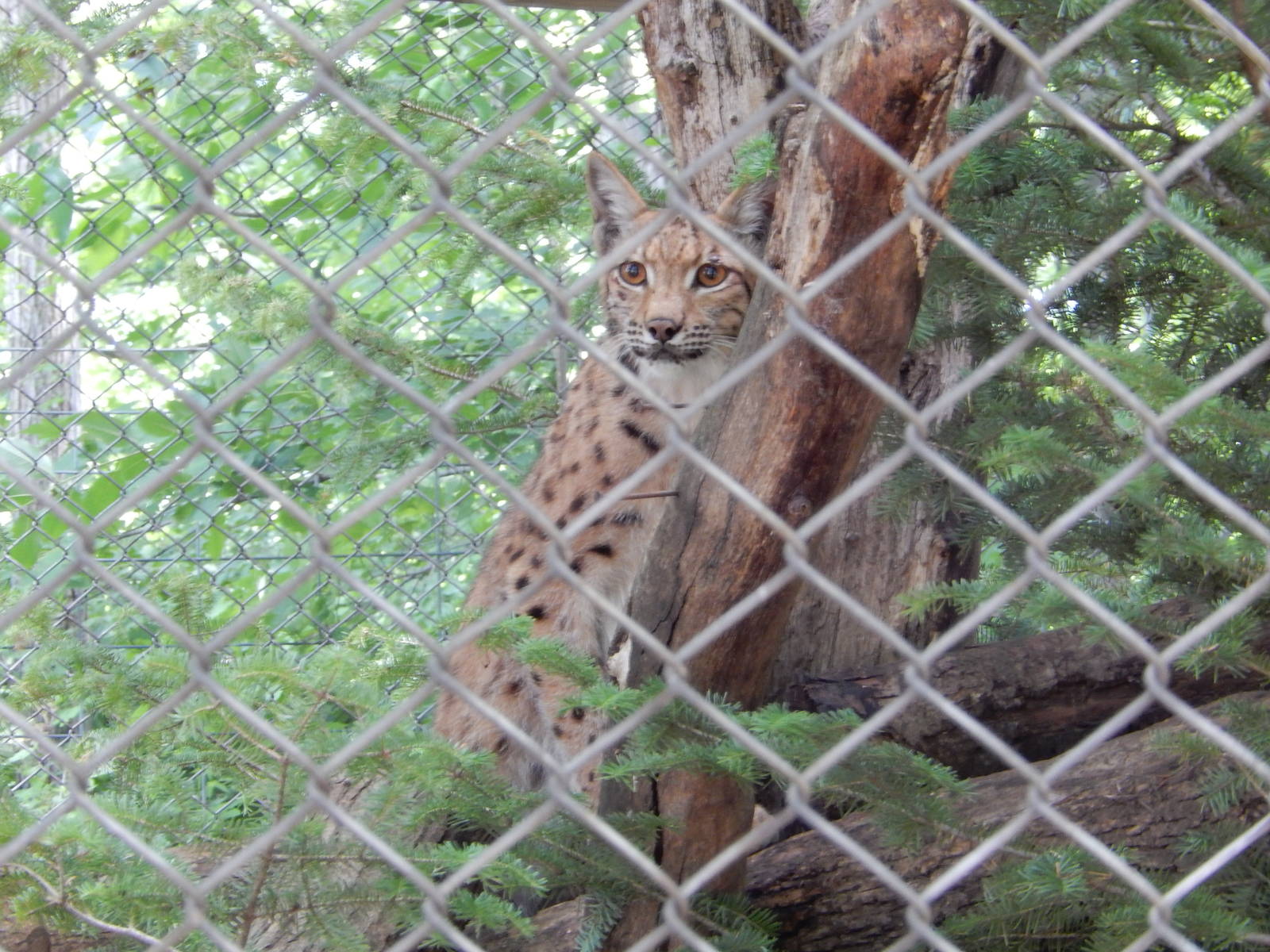 7/13/2016 - Carpathian Lynx