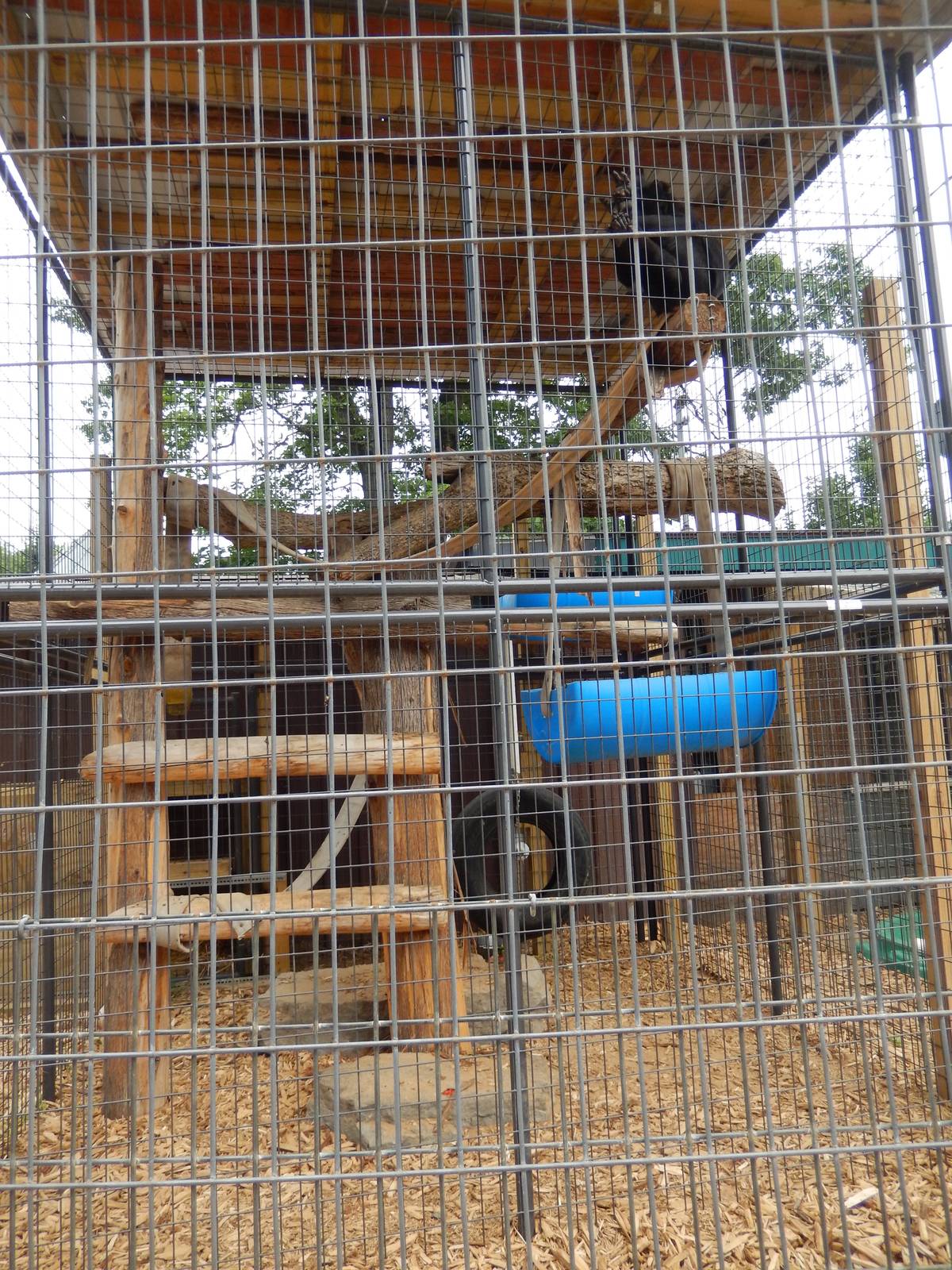 7/13/2016 - Celebes Crested Macaque Cage