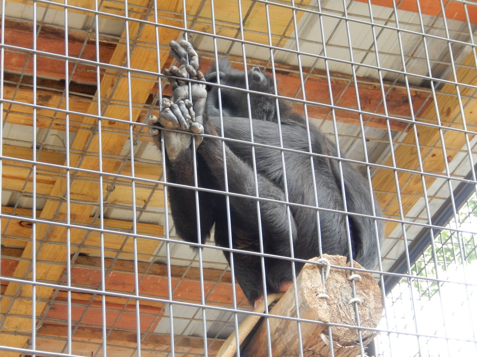 7/13/2016 - Celebes Crested Macaque