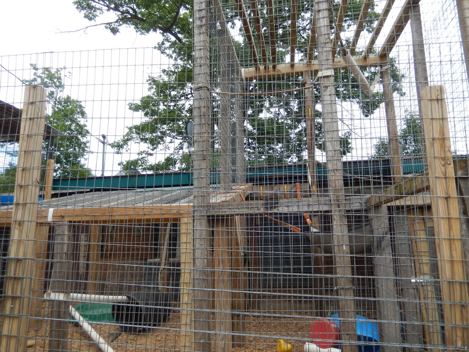 7/13/2016 - Chimpanzee Cage