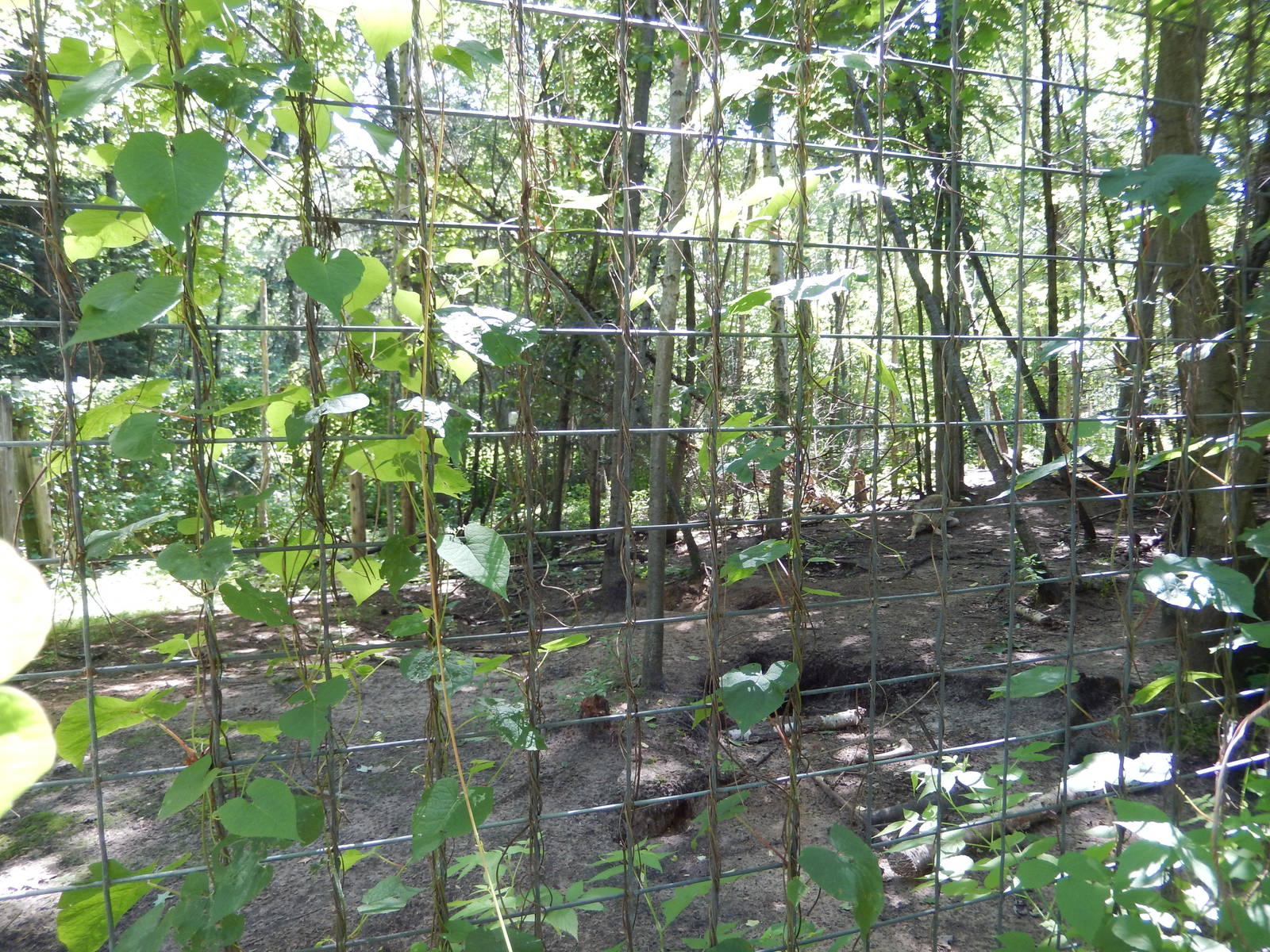 7/13/2016 - Coyote Habitat