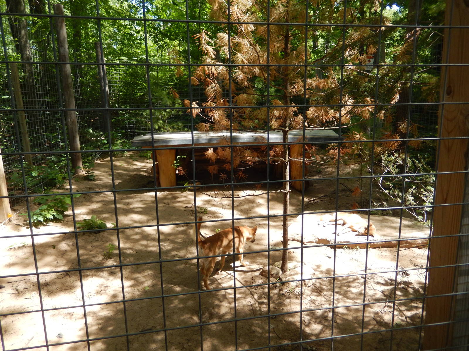 7/13/2016 - Dingo Exhibit #1