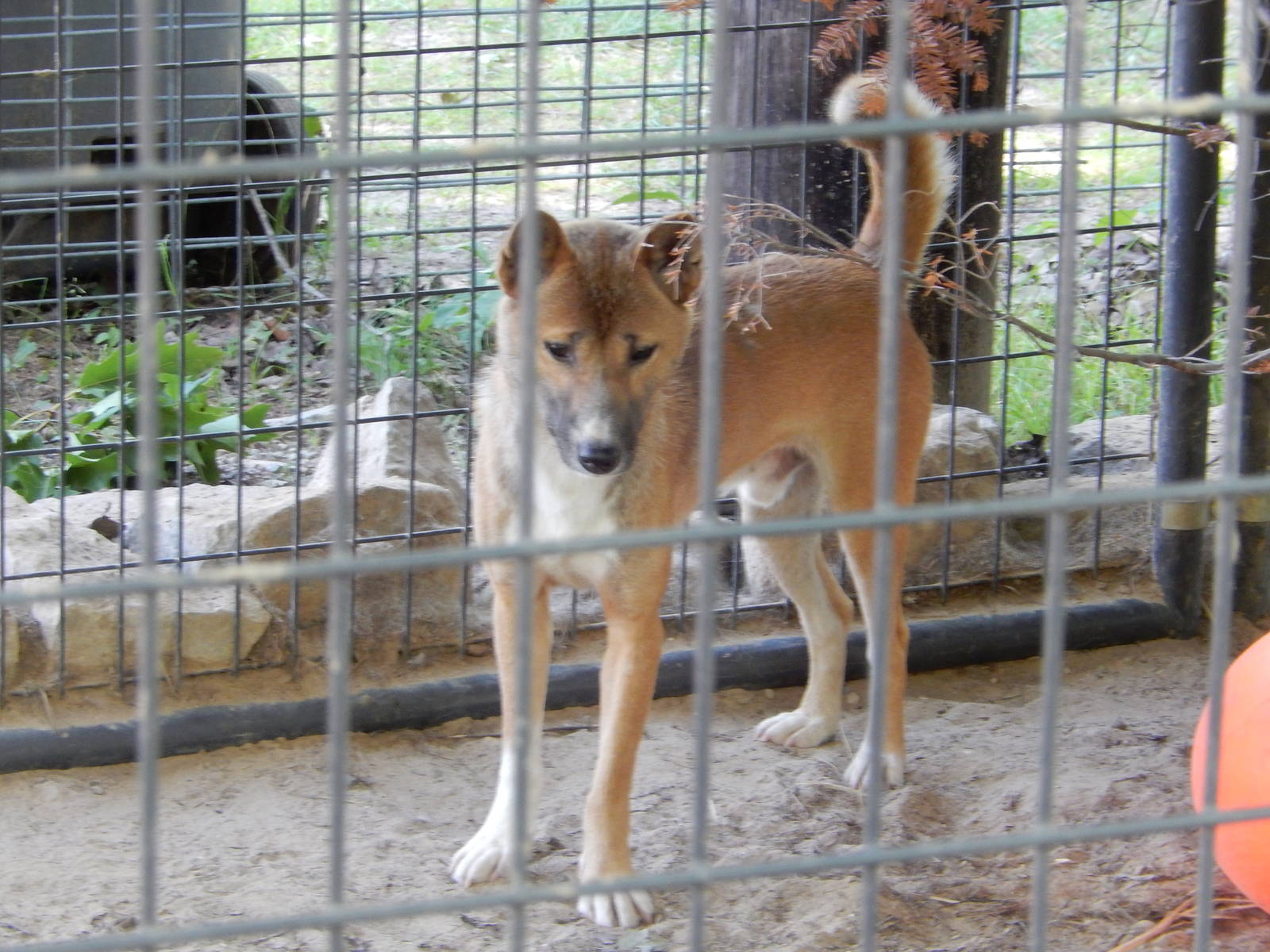 7/13/2016 - Dingo or New Guinea Singing Dog?