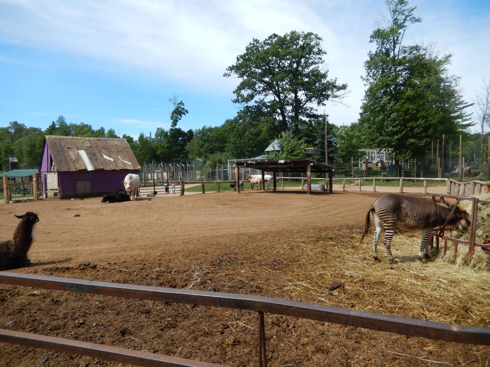 7/13/2016 - Domestics Yard