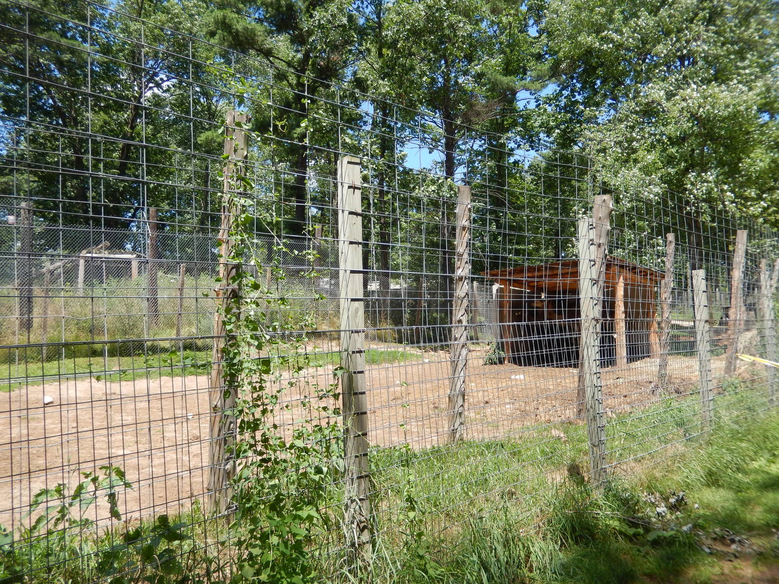 7/13/2016 - Dromedary Camel Yard