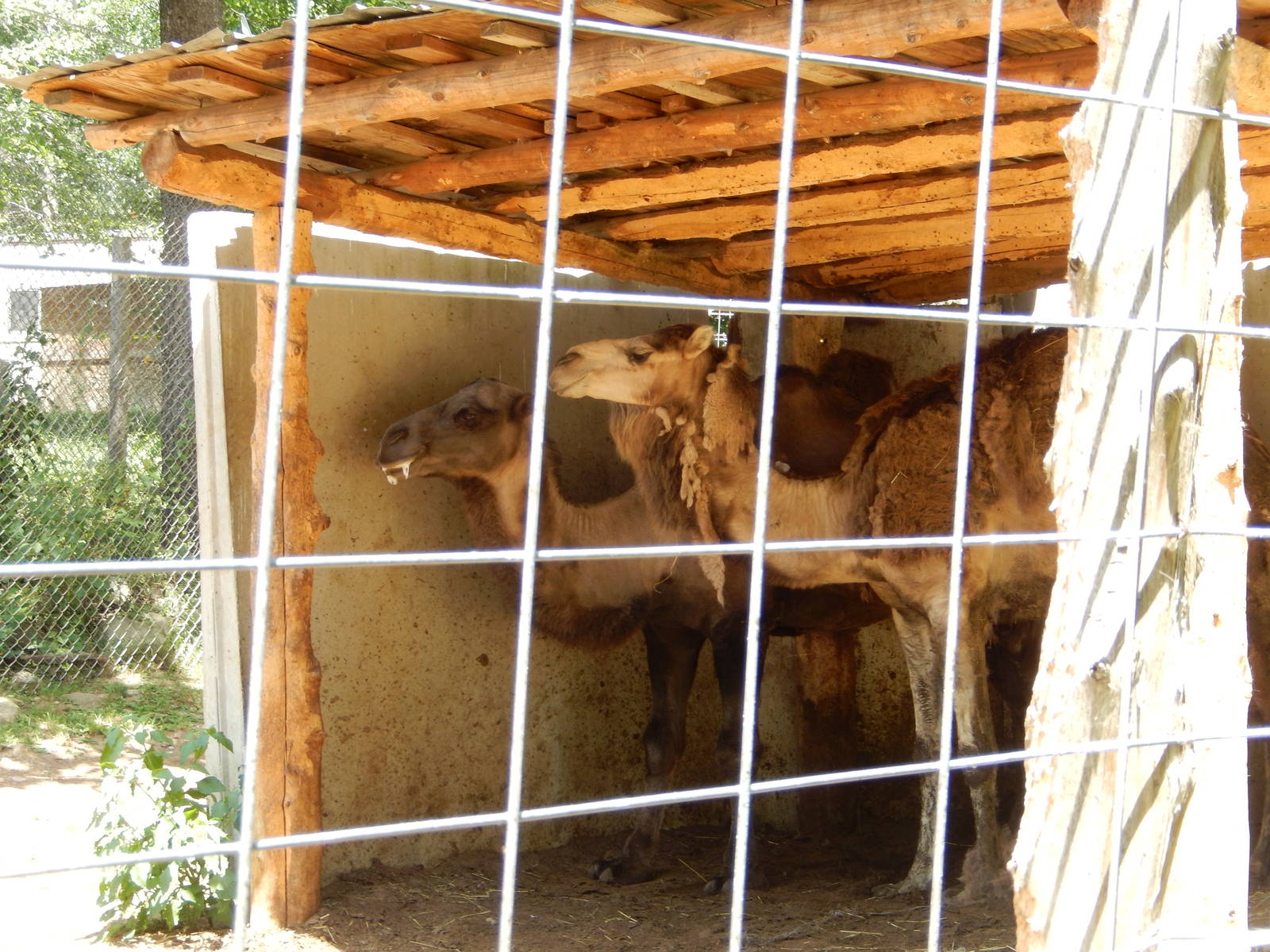 7/13/2016 - Dromedary Camels