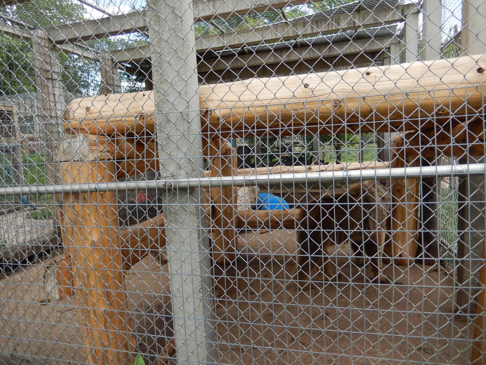 7/13/2016 - Eurasian Brown Bear Cage
