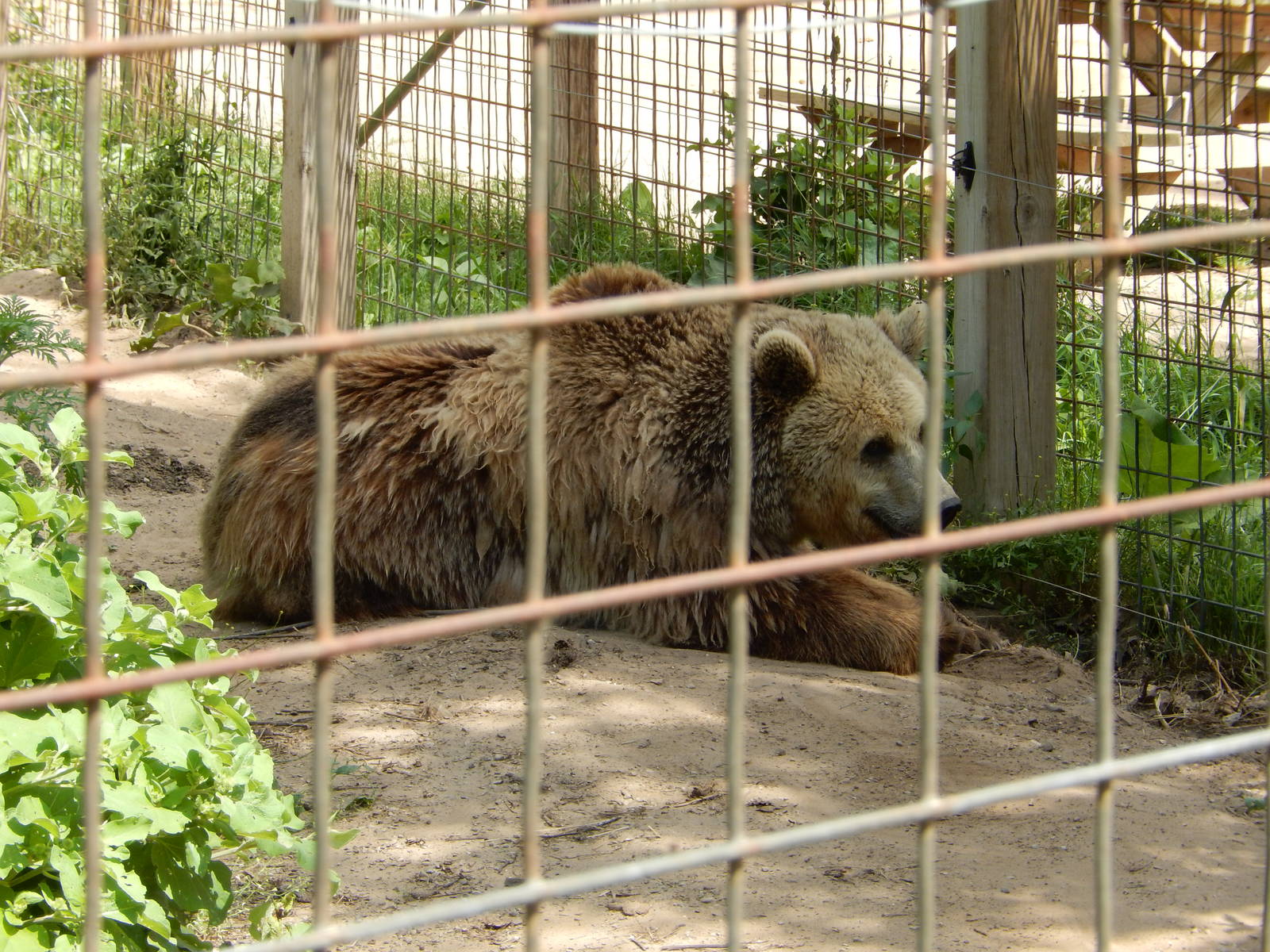7/13/2016 - Eurasian Brown Bear