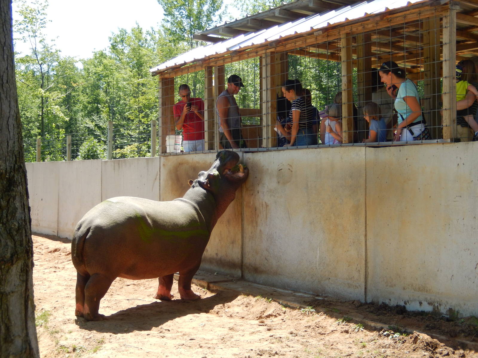 7/13/2016 - Hippo Feeding