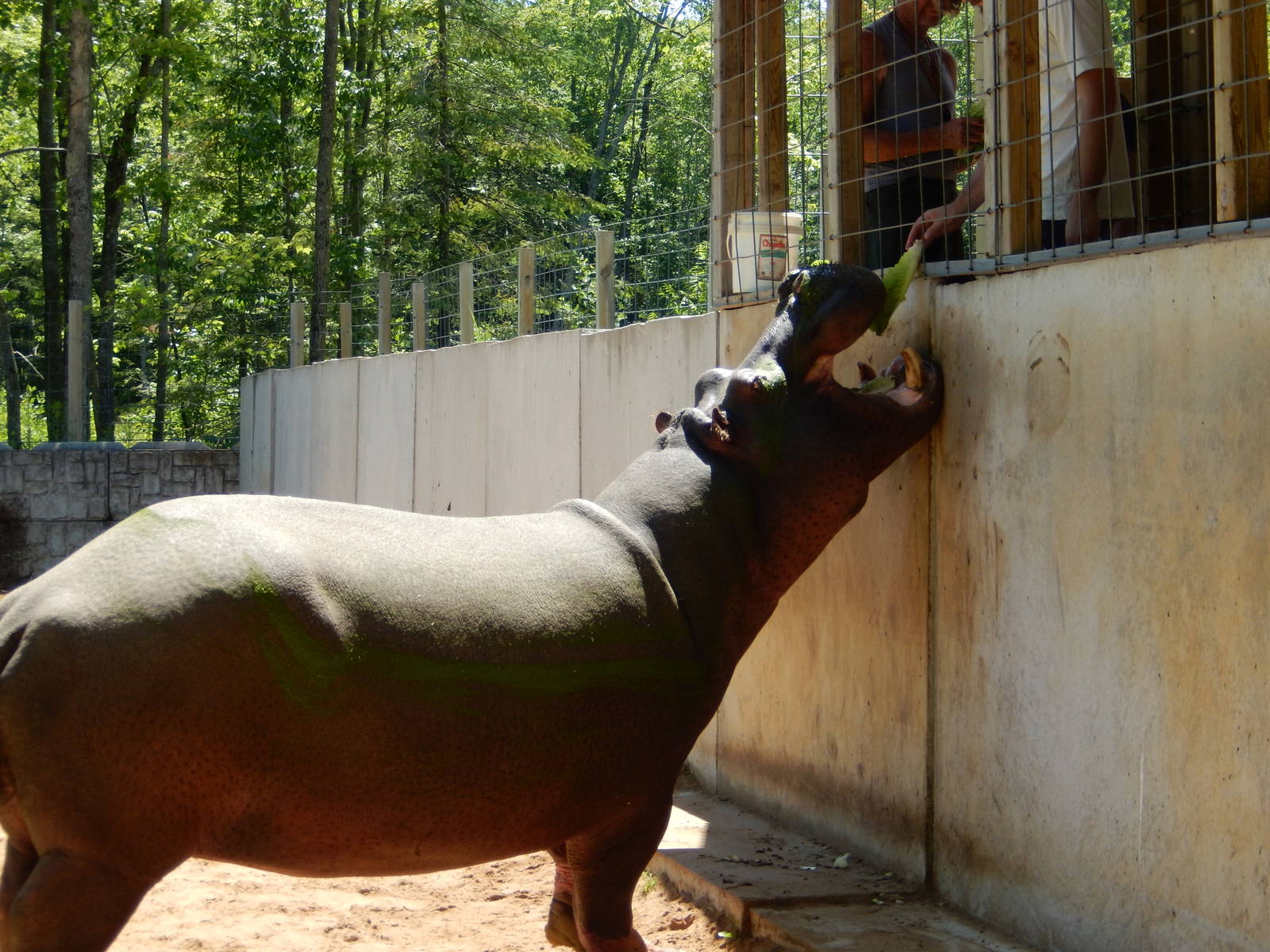 7/13/2016 - Hippo Feeding