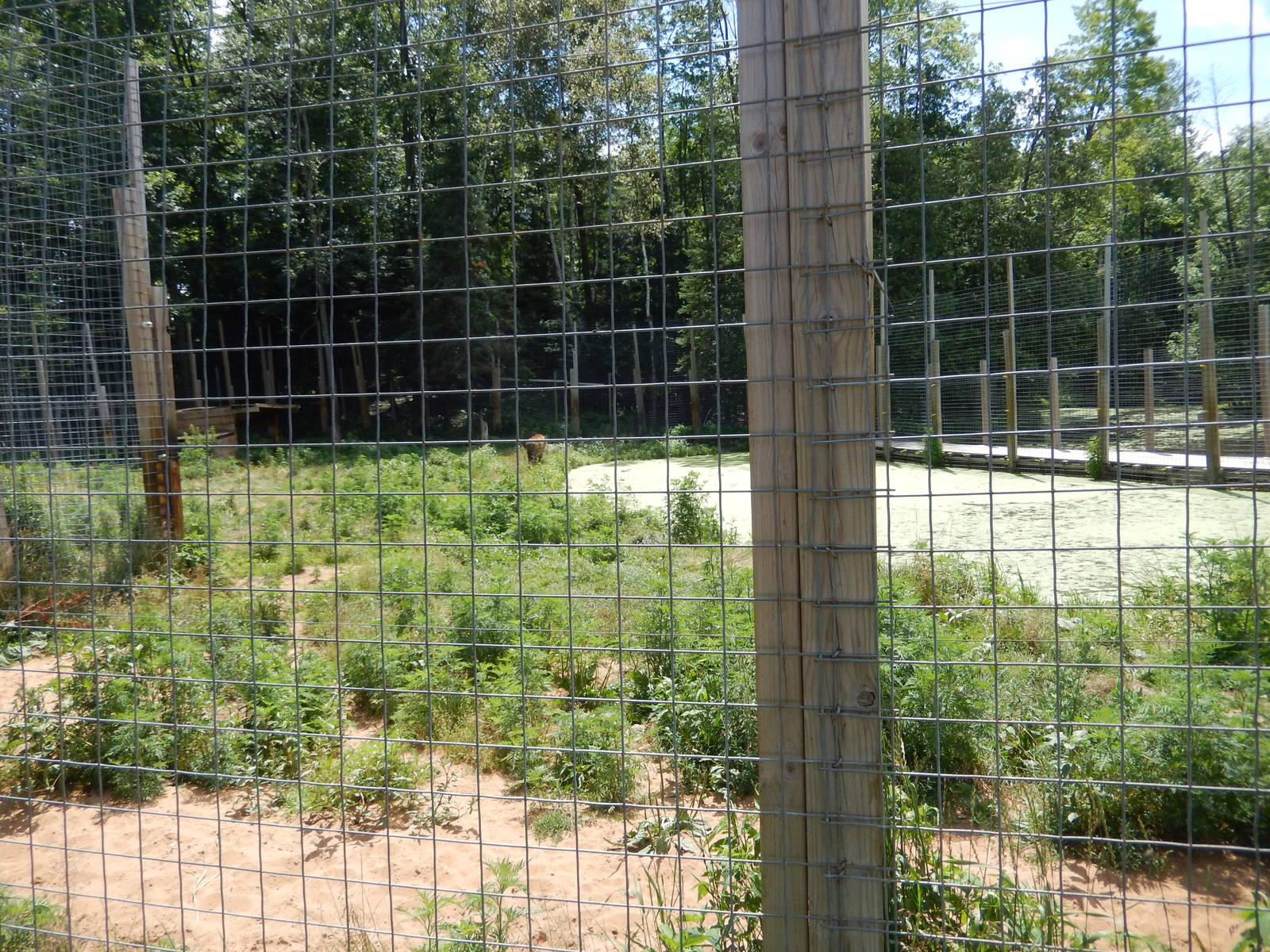 7/13/2016 - Indochinese Tiger Habitat