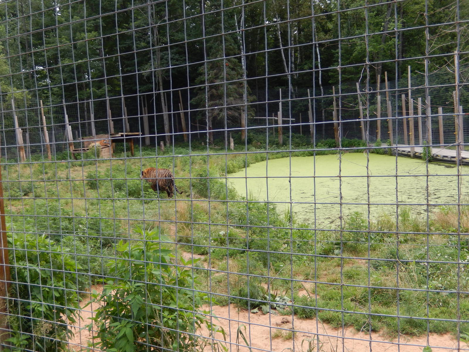 7/13/2016 - Indochinese Tiger Habitat