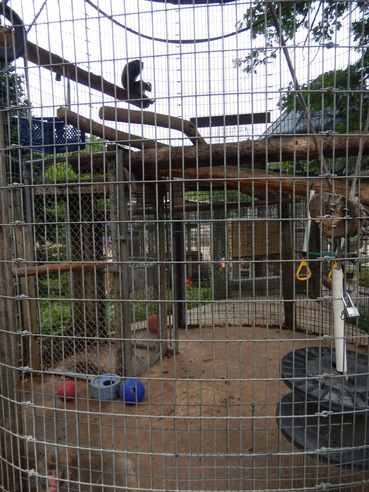 7/13/2016 - Japanese Macaque Corn Crib Cage