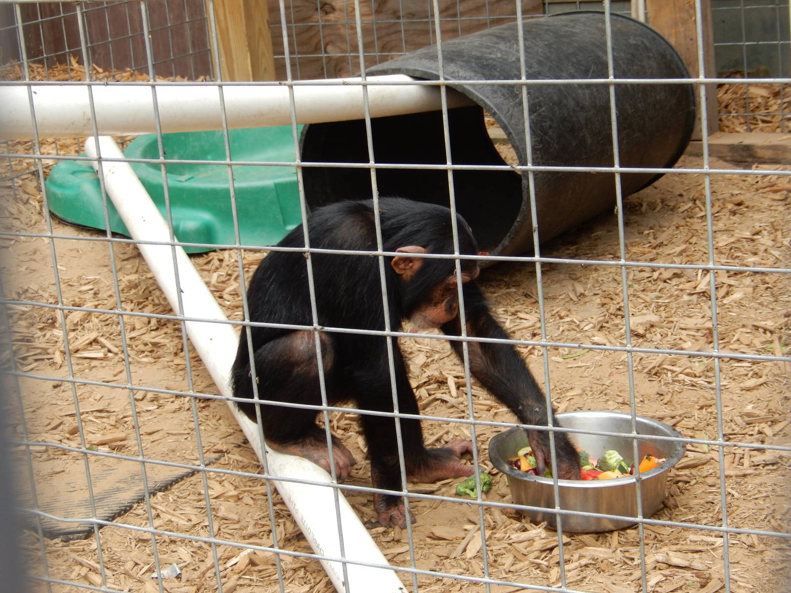 7/13/2016 - Louie the Chimpanzee