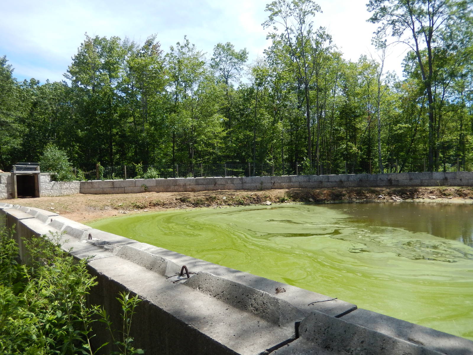 7/13/2016 - Nile Hippo Exhibit (Left Half)