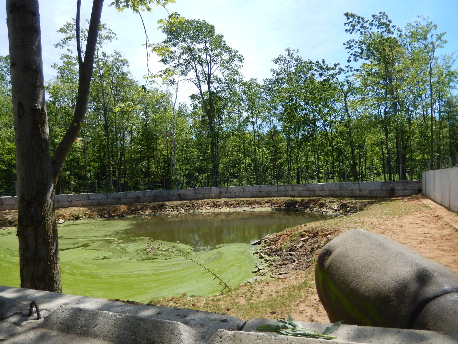 7/13/2016 - Nile Hippo Exhibit (Right Half)