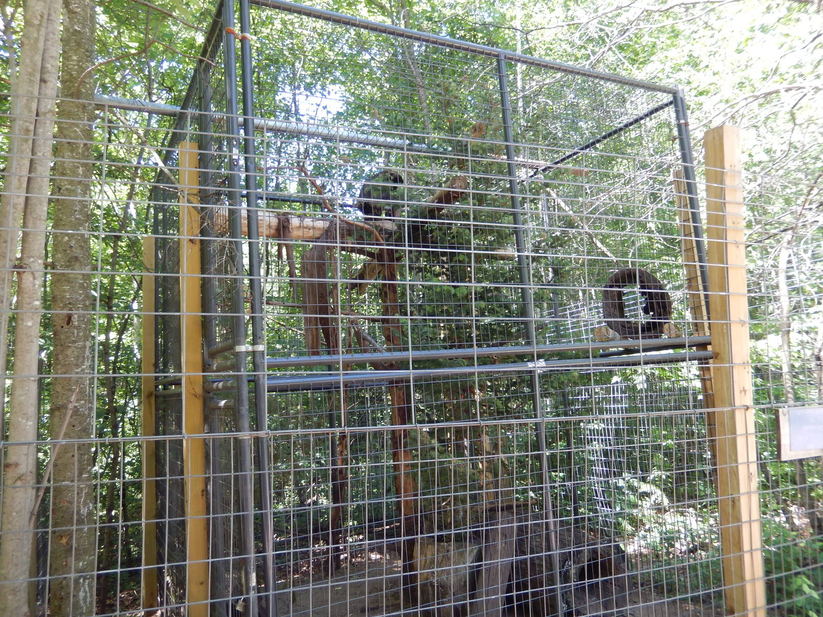 7/13/2016 - North American Porcupine Cage