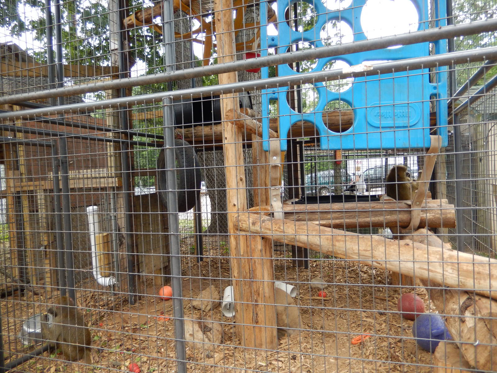 7/13/2016 - Olive Baboon Cage #1