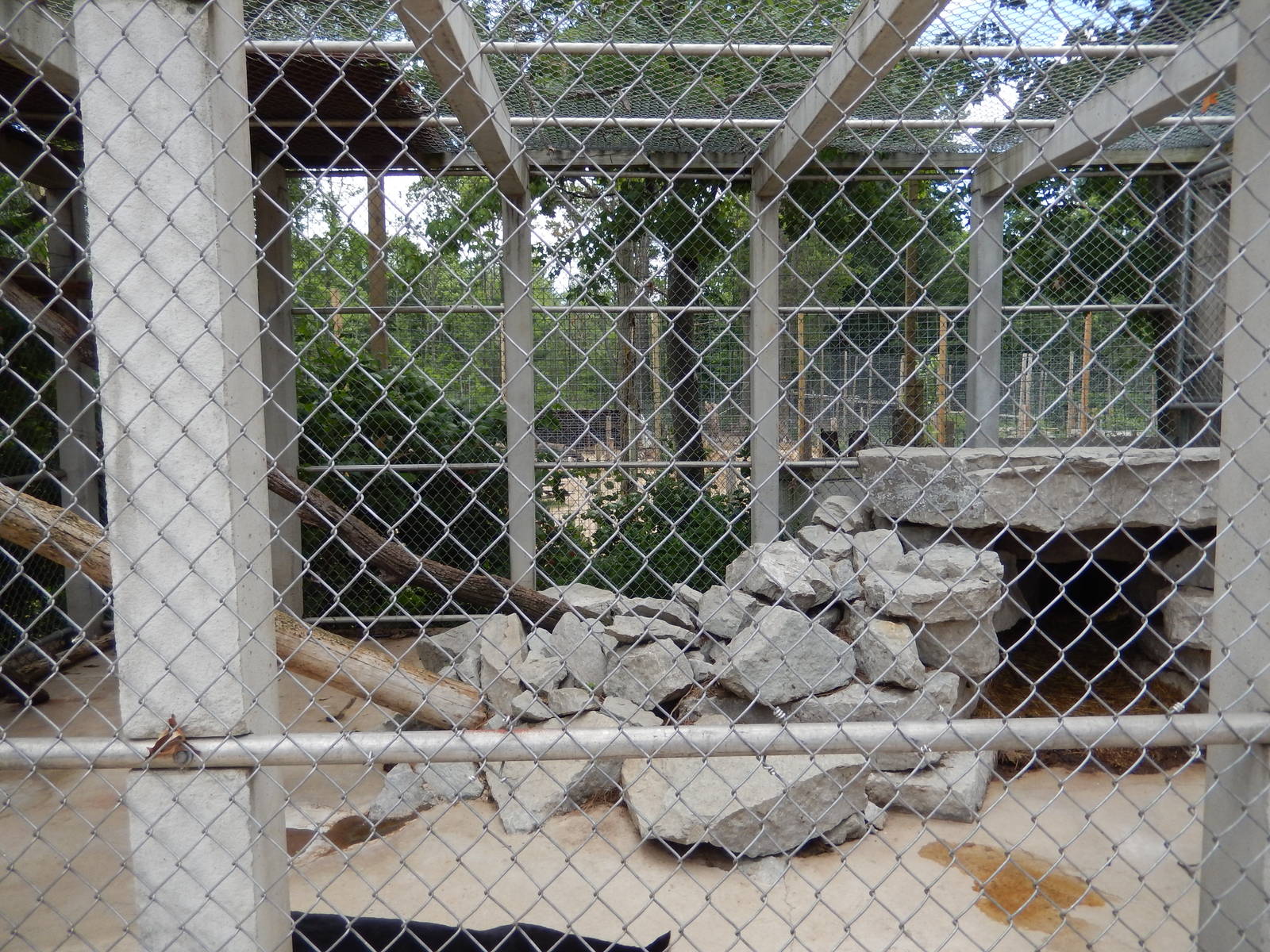 7/13/2016 - Panther Cage