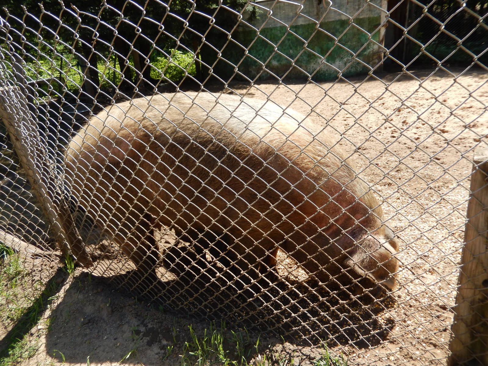 7/13/2016 - Pig - Gigantic!