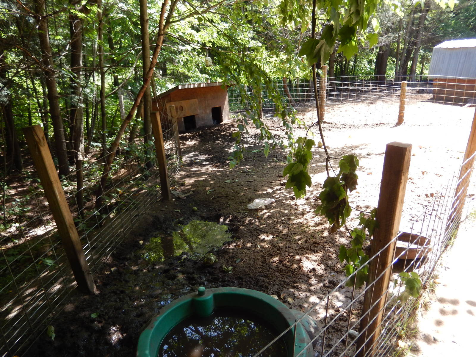 7/13/2016 - Pot-Bellied Pig Pen