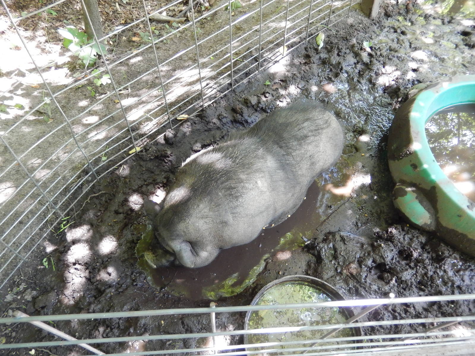 7/13/2016 - Pot-Bellied Pig