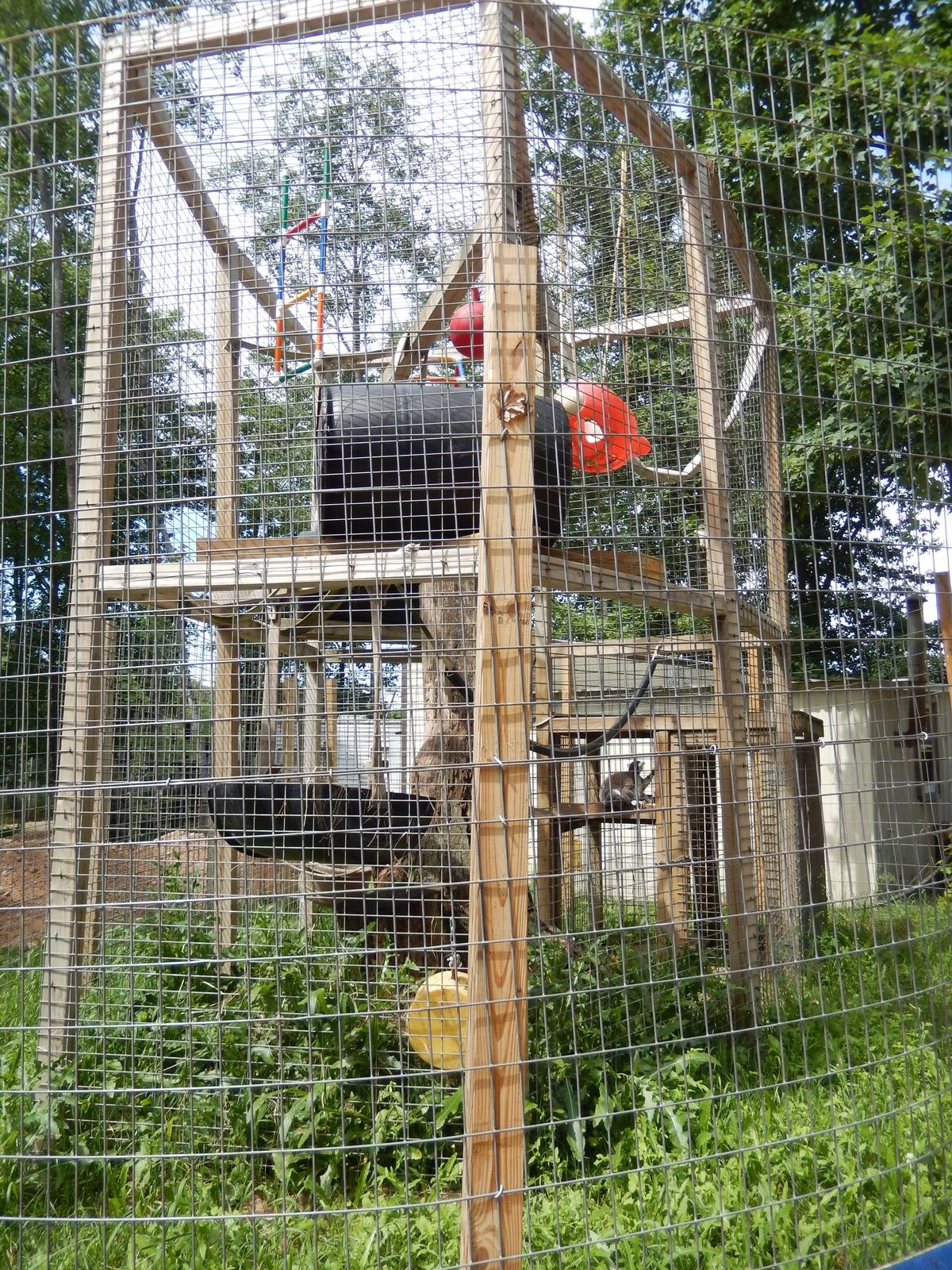 7/13/2016 - Ring-tailed Lemur Cage