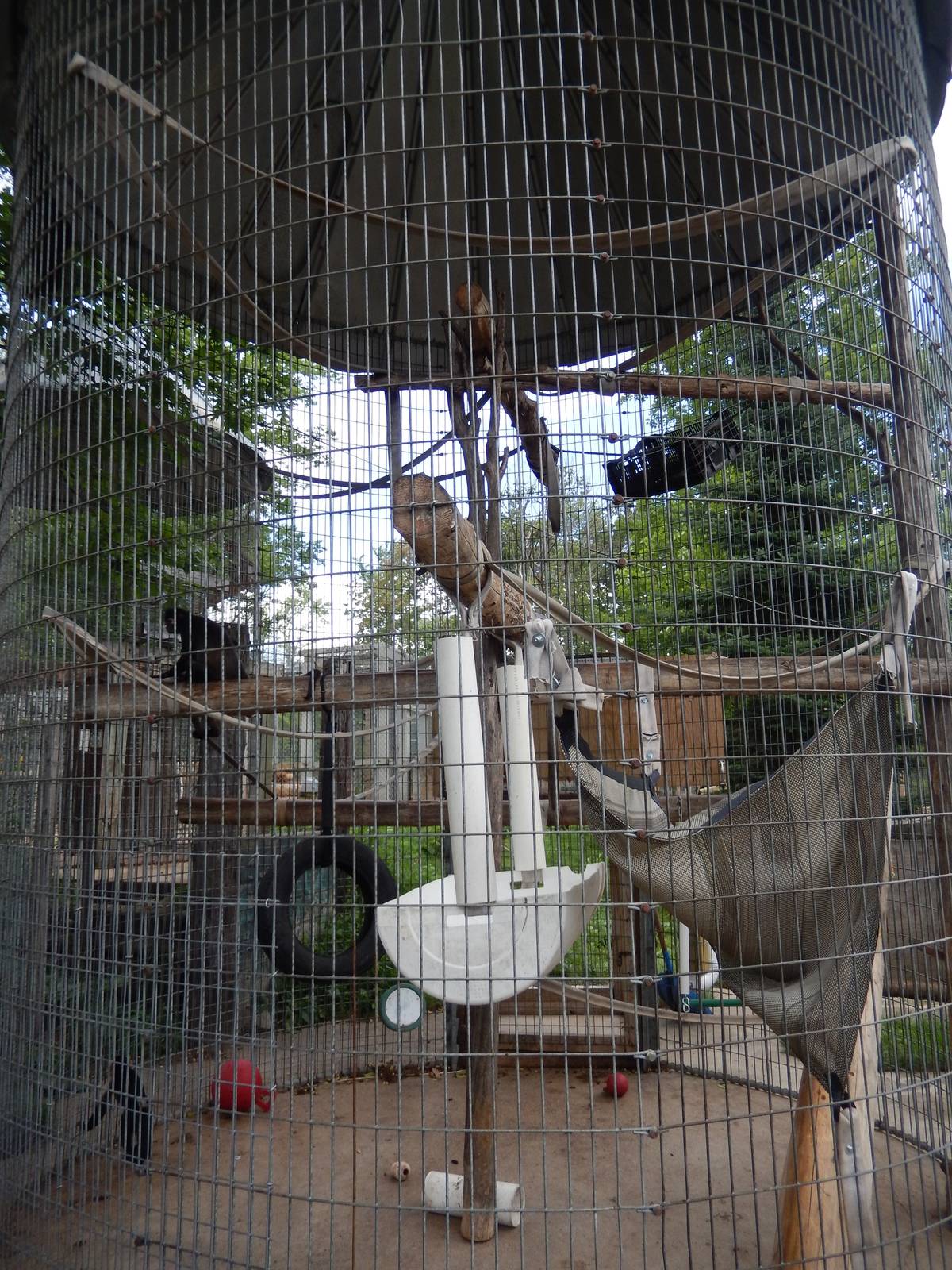 7/13/2016 - Spider Monkey Corn Crib Cage