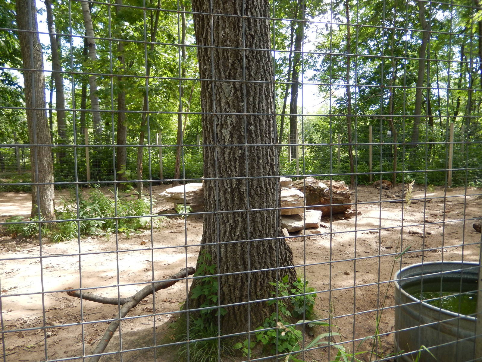 7/13/2016 - Spotted Hyena Exhibit #2 (Front View)