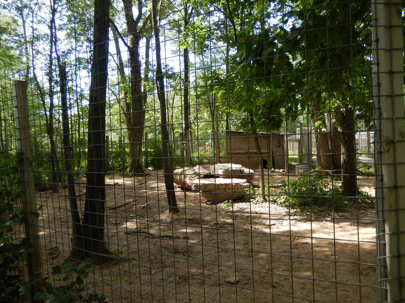 7/13/2016 - Spotted Hyena Exhibit #2 (Side View)