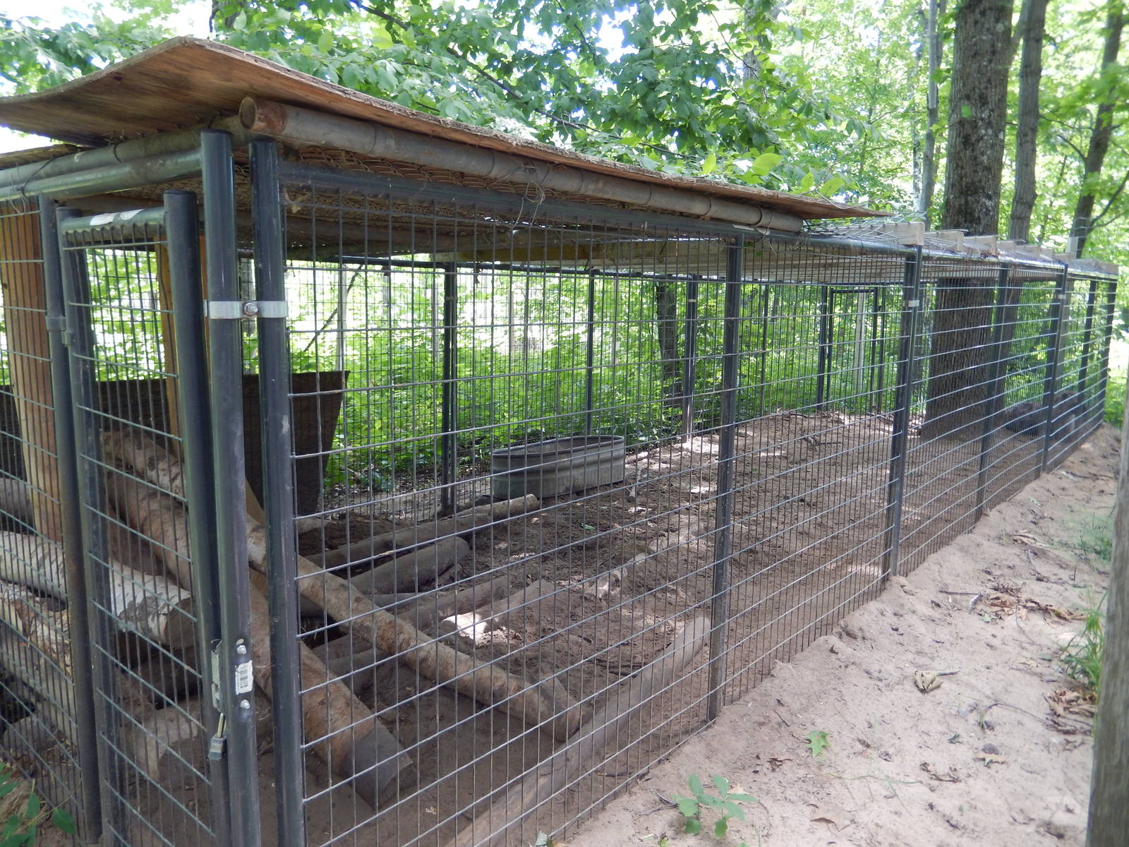 7/13/2016 - Spotted Hyena Exhibit #3