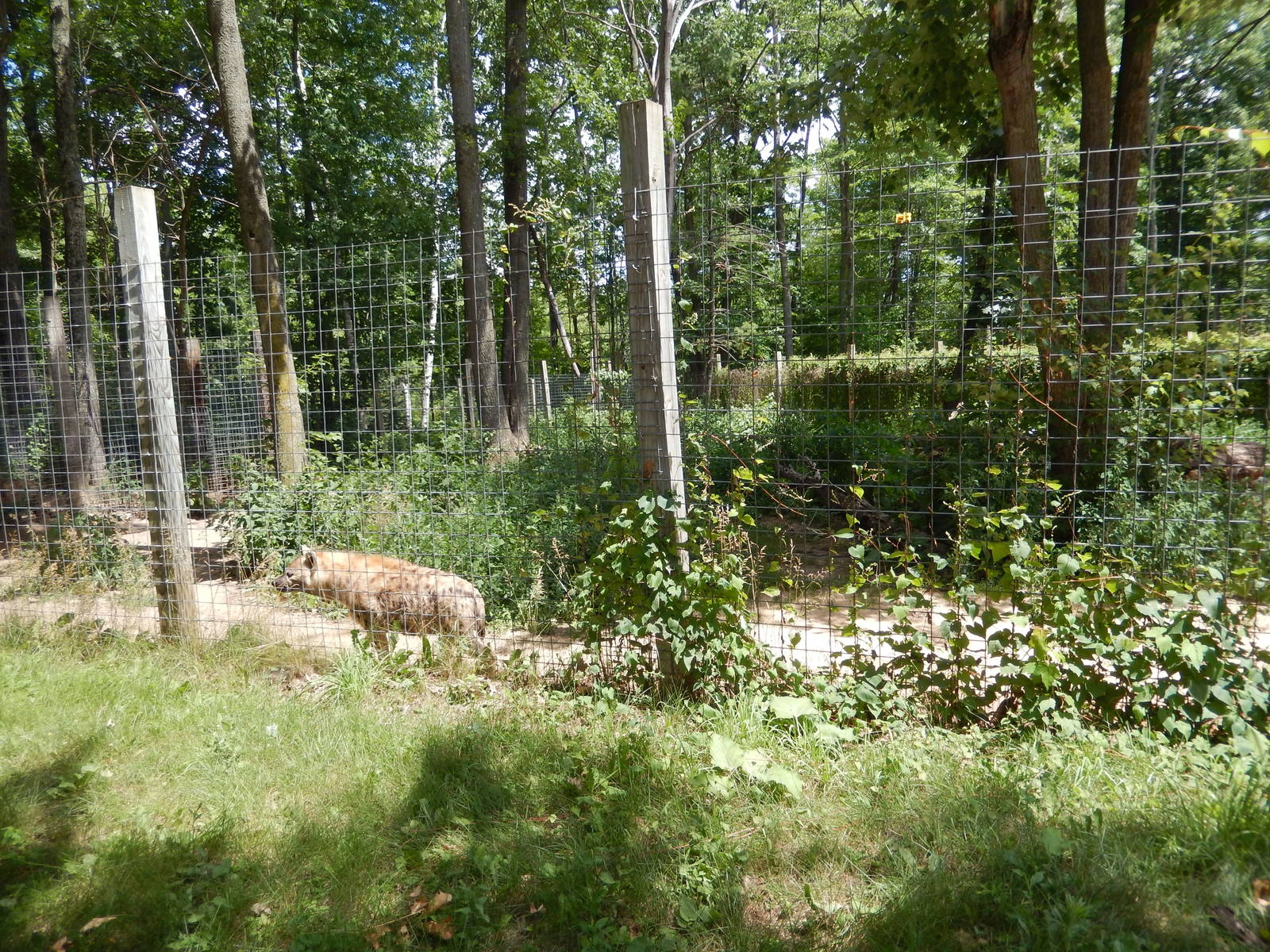 7/13/2016 - Spotted Hyena Habitat #1