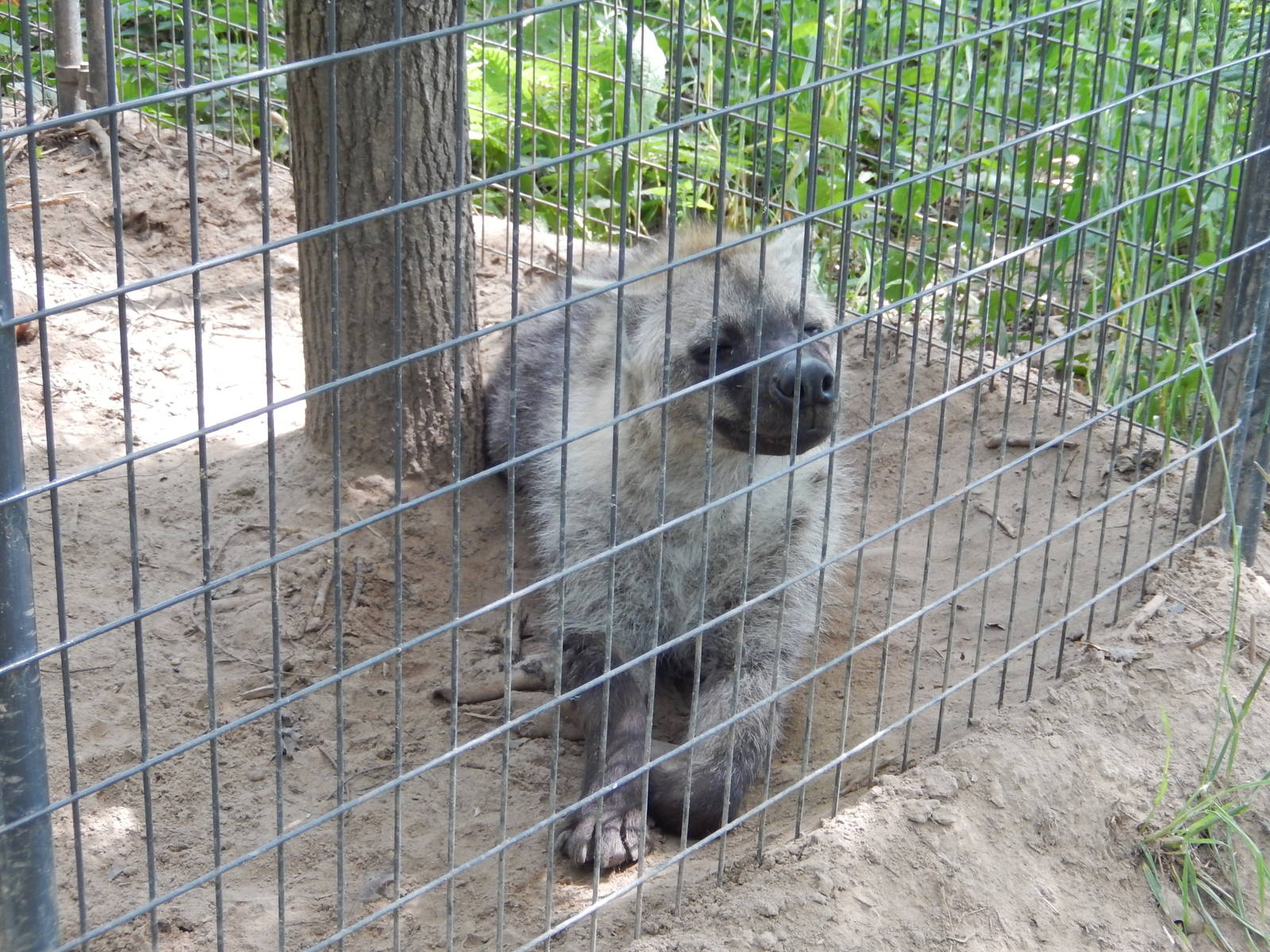 7/13/2016 - Spotted Hyena