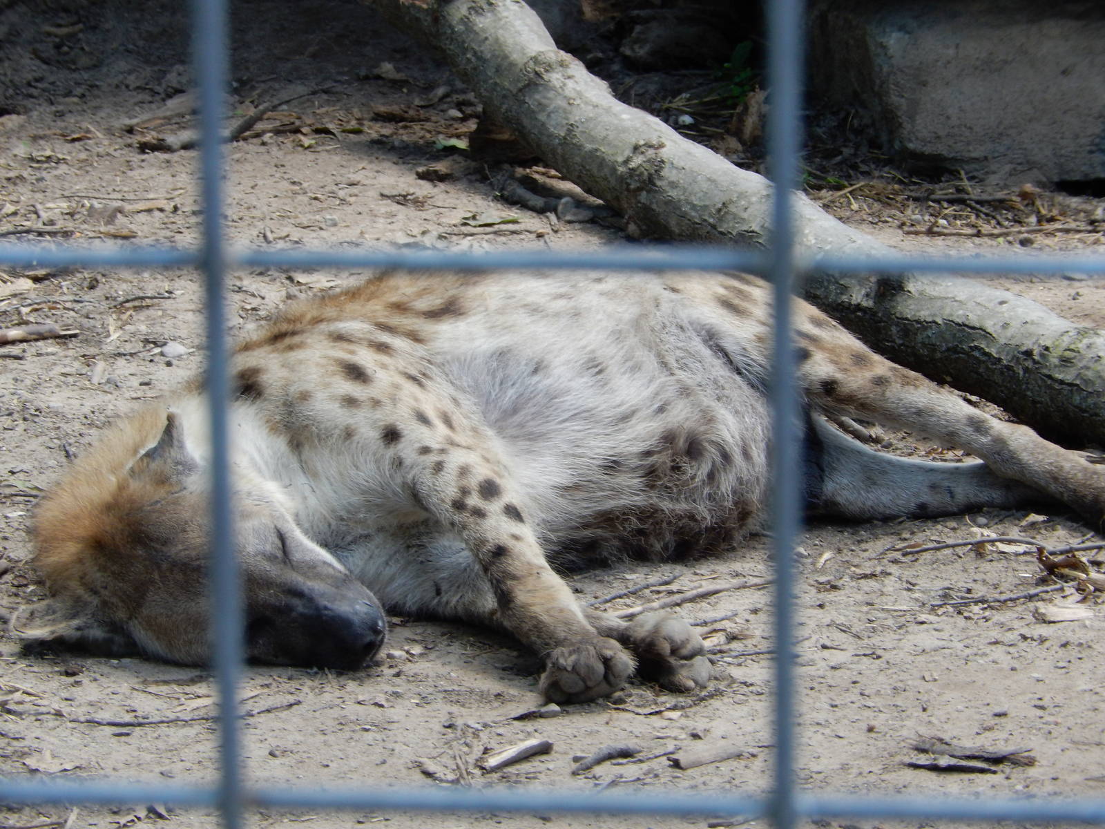 7/13/2016 - Spotted Hyena