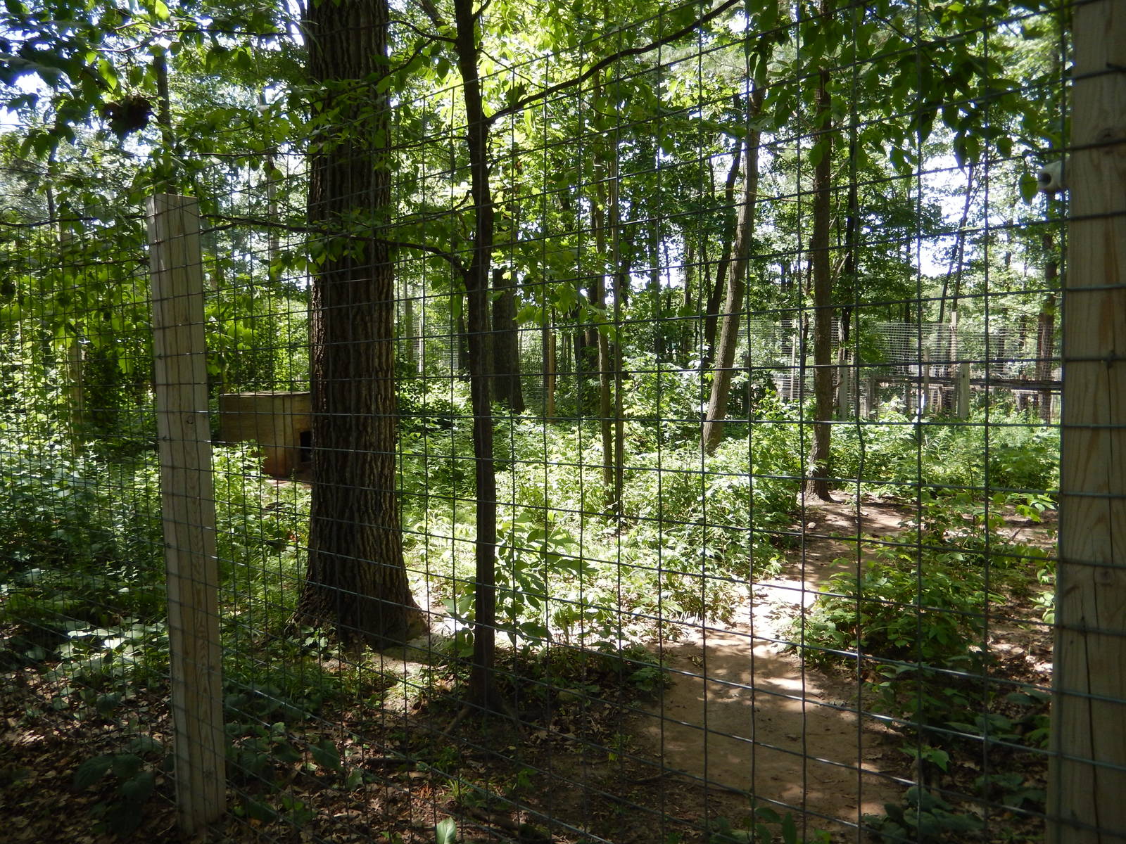 7/13/2016 - Striped Hyena Habitat